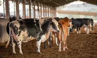 União Europeia suspende importação de produtos de origem animal do Brasil