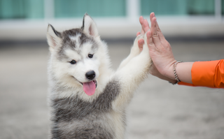 Plataforma Petzoo visa conectar tutores e cuidadores