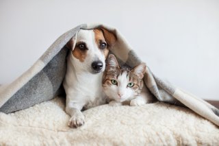 Justiça pode intervir em caso de omissão na proteção animal